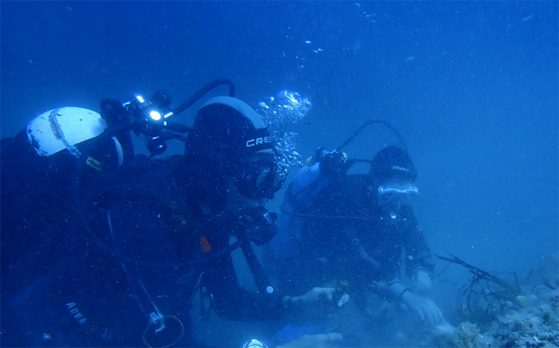 Malta’s First Posidonia Meadow Restoration Project Led by MEDSEA Foundation